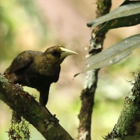 Kacykowiec śniady - Dusky-green Oropendola