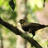 Kacykowiec śniady - Dusky-green Oropendola