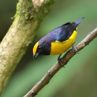 Organka złotoczelna - Orange-bellied Euphonia