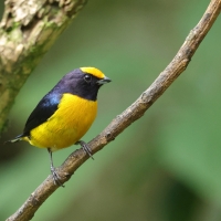 Organka złotoczelna - Orange-bellied Euphonia