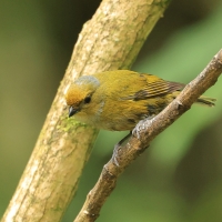 Organka złotoczelna - Orange-bellied Euphonia