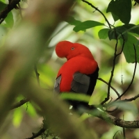 Skalikurek andyjski - Andean Cock-of-the-rock