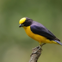 Organka grubodzioba, Euphonia laniirostris, Thick-billed Euphonia