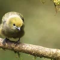 Tangarka palmowa - Palm Tanager