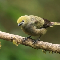 Tangarka palmowa - Palm Tanager