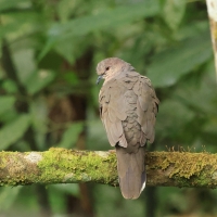 Gołębik białosterny - White-tipped Dove