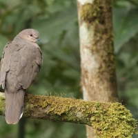 Gołębik białosterny - White-tipped Dove