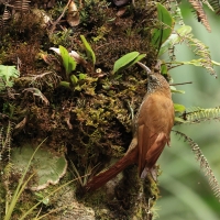 Drzewiarz górski - Montane Woodcreeper