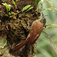 Drzewiarz górski - Montane Woodcreeper