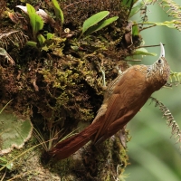 Drzewiarz górski - Montane Woodcreeper
