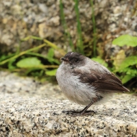 Tyranek szary, Serpophaga cinerea, Torrent Tyrannulet