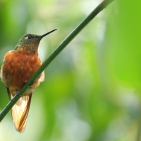 Amorek ognisty - Chestnut-breasted Coronet