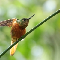 Amorek ognisty, Boissonneaua matthewsii, Chestnut-breasted Coronet