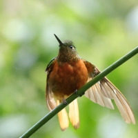 Amorek ognisty - Chestnut-breasted Coronet