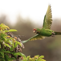 Szmaragdolotka maskowa - Mitred Parakeet