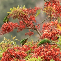 Szmaragdolotka maskowa - Mitred Parakeet