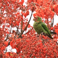 Szmaragdolotka maskowa - Mitred Parakeet