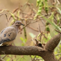 Gołębiak plamouchy - Eared Dove