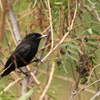 Wdowik białopręgi - White-winged Black-Tyrant