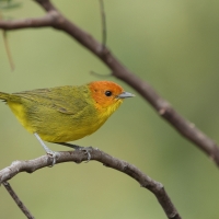 Kapturzyk żółtobrzuchy - Rust-and-yellow Tanager