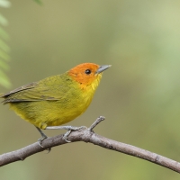 Kapturzyk żółtobrzuchy - Rust-and-yellow Tanager