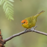 Kapturzyk żółtobrzuchy - Rust-and-yellow Tanager