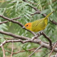 Kapturzyk żółtobrzuchy - Rust-and-yellow Tanager