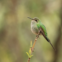 Paziak czarnosterny - Black-tailed Trainbearer
