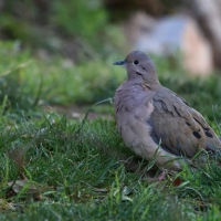 Gołębiak plamouchy - Eared Dove