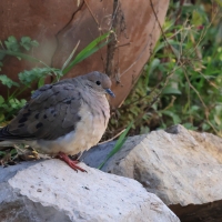 Gołębiak plamouchy - Eared Dove