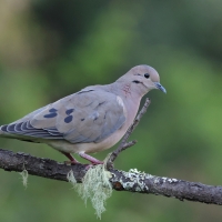 Gołębiak plamouchy - Eared Dove