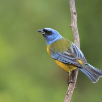 Tanagra żółtobrzucha - Blue-and-yellow Tanager