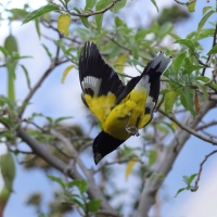 Łuszcz kapturowy - Black-backed Grosbeak