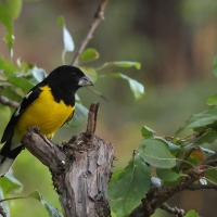 Łuszcz kapturowy - Black-backed Grosbeak