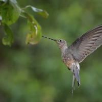 Gigancik - Giant Hummingbird
