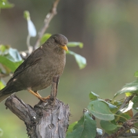 Drozd bury - Chiguanco Thrush