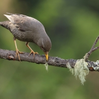 Drozd bury - Chiguanco Thrush