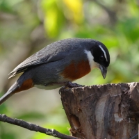 Czywik duży - Chestnut-breasted Mountain-Finch