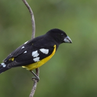 Łuszcz kapturowy - Black-backed Grosbeak