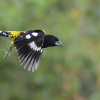 Łuszcz kapturowy - Black-backed Grosbeak