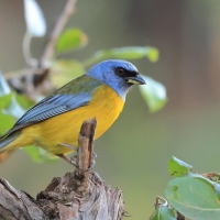 Tanagra żółtobrzucha - Blue-and-yellow Tanager