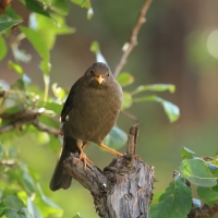 Drozd bury - Chiguanco Thrush