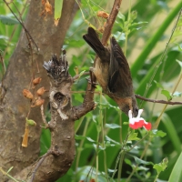 Haczykodziobek czarnogardły - Black-throated Flowerpiercer