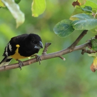 Łuszcz kapturowy - Black-backed Grosbeak