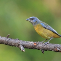 Tanagra żółtobrzucha - Blue-and-yellow Tanager