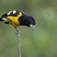 Łuszcz kapturowy - Black-backed Grosbeak