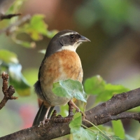 Czywik duży - Chestnut-breasted Mountain-Finch