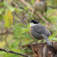 Czywik duży - Chestnut-breasted Mountain-Finch