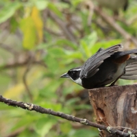 Czywik duży - Chestnut-breasted Mountain-Finch