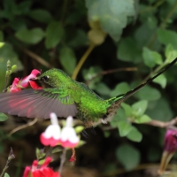 Paziak zielonosterny - Green-tailed Trainbearer